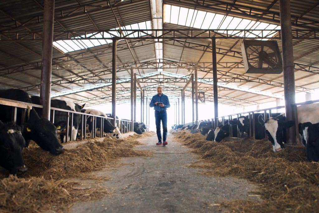 Farmer cattleman walking through domestic animals farm with tablet and observing cows