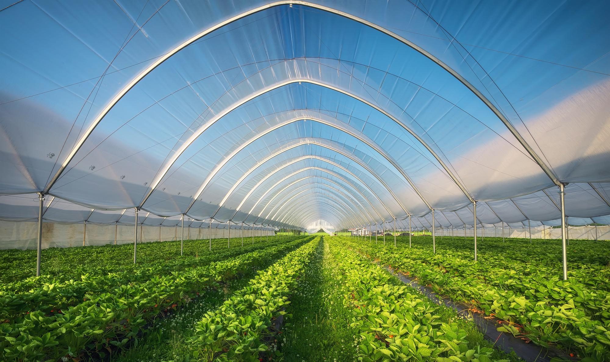 greenhouse growing strawberries