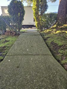 front walkway heaved by tree root - before