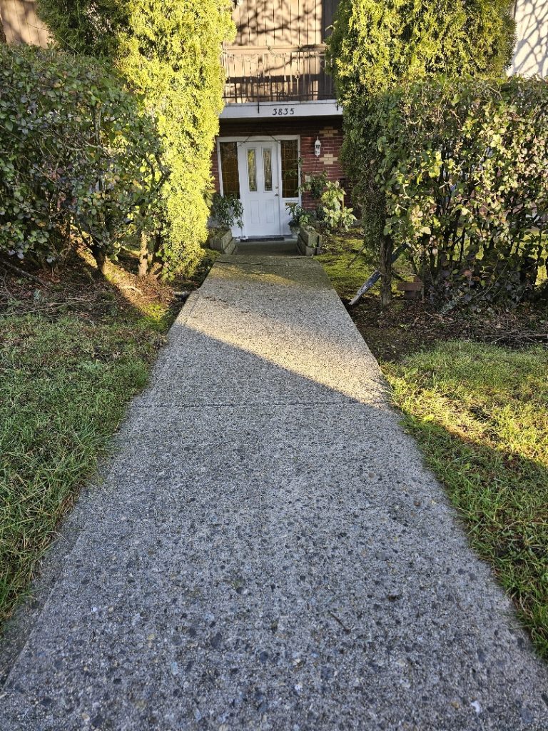 front walkway heaved by tree root - after