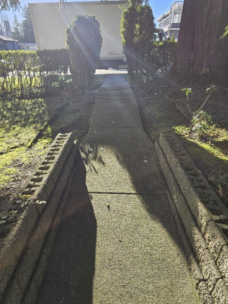 front walkway heaved by tree root - before