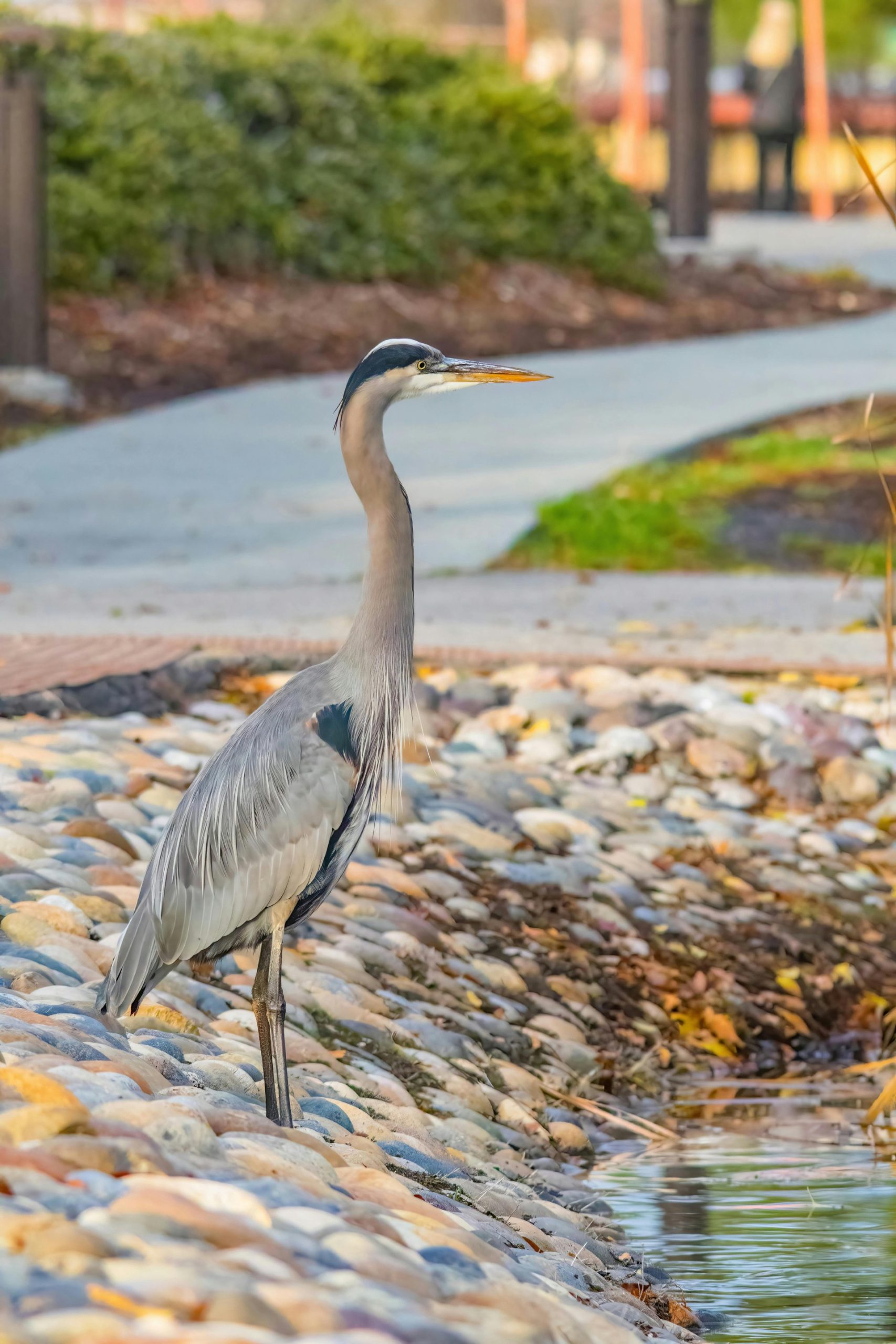 heron near the water in Ladner, BC