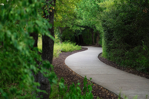 How Tree Roots Impact Concrete Slabs and What Homeowners Can Do Early